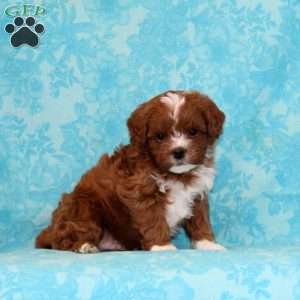 Peanut Butter, Cavapoo Puppy